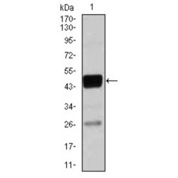 CCAAT/Enhancer Binding Protein Alpha (CEBPA) Antibody