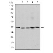 Western blot analysis of (1) Jurkat, (2) NIH/3T3, (3) HeLa, (4) HEK293, and (5) RAJI cell lysates, using c-Rel antibody.