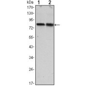 Western blot analysis using CRTC2 antibody against Hela (1) and HEK293 (2) cell lysate.