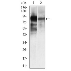 Alkaline Phosphatase, Tissue-Nonspecific Isozyme (ALPL) Antibody