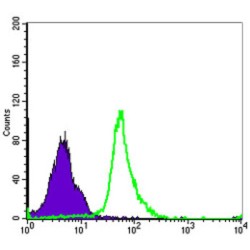 Nuclear Factor NF-Kappa-B P105 Subunit (NFKB1) Antibody