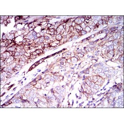CD59 Glycoprotein (CD59) Antibody