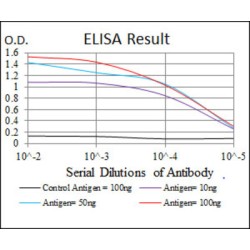 S-Phase Kinase Associated Protein 1 (SKP1) Antibody