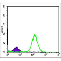 BH3-Interacting Domain Death Agonist (BID) Antibody