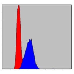 Apoptosis Inducing Factor (AIF) Antibody