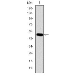 Adapter Molecule Crk (CRK) Antibody