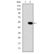 Western blot analysis using CRK antibody against human CRK (AA: 1-204) recombinant protein. (Expected MW is 48.4 kDa).