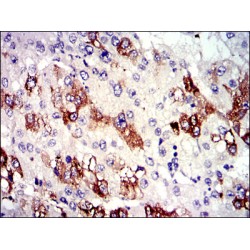 Tubulin Alpha-8 Chain (TUBA8) Antibody