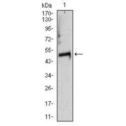 Tubulin Alpha-8 Chain (TUBA8) Antibody