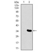 Western blot analysis using MESP2 antibody against human MESP2 recombinant protein. (Expected MW is 31.4 kDa).