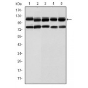 Western blot analysis using BMPR2 antibody against Hela (1), A431 (2), NIH/3T3 (3), Cos7 (4) and PC-12 (5) cell lysate.