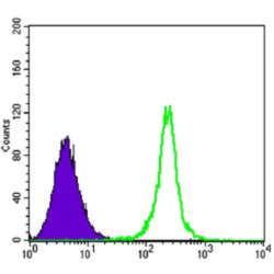 NAD-Dependent Protein Deacetylase Sirtuin-1 (SIRT1) Antibody