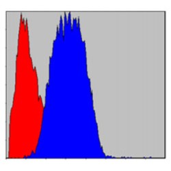 Prominin 1 (PROM1) Antibody