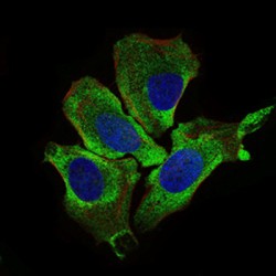 Kelch Like ECH Associated Protein 1 (KEAP1) Antibody
