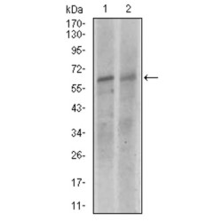 Kelch Like ECH Associated Protein 1 (KEAP1) Antibody