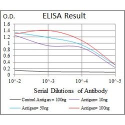 T-Cell Differentiation Antigen CD6 (CD6) Antibody