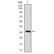 Western blot analysis using MAP2 antibody against human MAP2 recombinant protein. (Expected MW is 36.1 kDa).