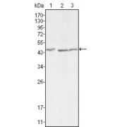 Western blot analysis using DKK3 antibody against HEK293 (1), MCF-7 (2) and HL7702 (3) cell lysate.