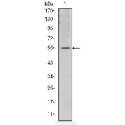 Western blot analysis using ATF2 antibody against NIH/3T3 cell lysate.