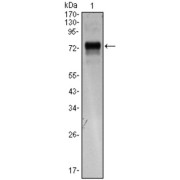 Western blot analysis using XBP1 antibody against XBP1 (AA: 1-160) -hIgGFc transfected HEK293 cell lysate.