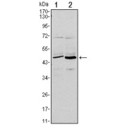 abx012106