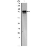 Western blot analysis using FLT4 antibody against FLT4 (AA: 25-330) -hIgGFc transfected HEK293 cell lysate.