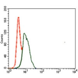 Transcription Factor PU.1 (SPI1) Antibody