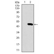 Western blot analysis using SPI1 antibody against human SPI1 recombinant protein. (Expected MW is 46.9 kDa).