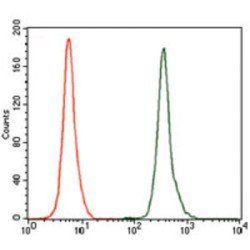 Nuclear Receptor Subfamily 6 Group A Member 1 (NR6A1) Antibody