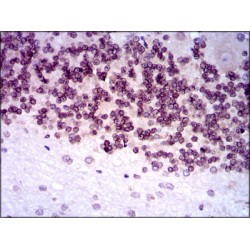 Nuclear Receptor Subfamily 6 Group A Member 1 (NR6A1) Antibody