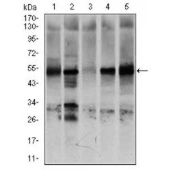 Nuclear Receptor Subfamily 6 Group A Member 1 (NR6A1) Antibody