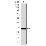 Western blot analysis using NR6A1 antibody against human NR6A1 recombinant protein. (Expected MW is 32.4 kDa).