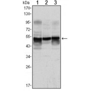 Western blot analysis of (1) A431, (2) SK-N-SH, and (3) PC12 cell lysates.