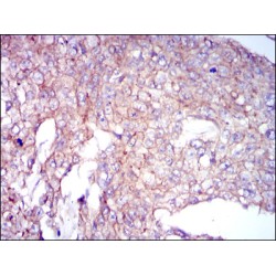 Coactosin-Like Protein (COTL1) Antibody