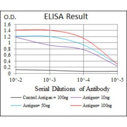 Paired Box Protein Pax-5 (PAX5) Antibody