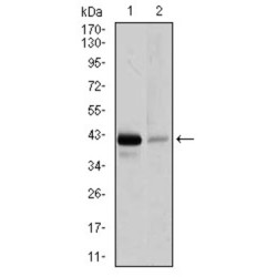 Paired Box Protein Pax-5 (PAX5) Antibody