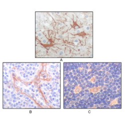 Feline Sarcoma Oncogene (FES) Antibody