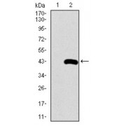 Western blot analysis using SFTPC antibody against human SFTPC recombinant protein. (Expected MW is 38.4 kDa).
