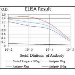 Cyclin-Dependent Kinase Inhibitor 2A (CDKN2A) Antibody