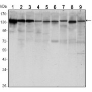 abx012163