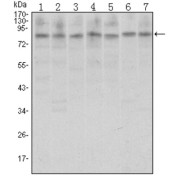 Western blot analysis using CTCF antibody against A31 (1), MCF-7 (2), Hela (3), HCT116 (4), Jurkat (5), NIH/3T3 (6), and Cos7 (7) cell lysate.