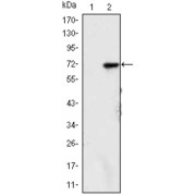 Western blot analysis using KDM4A antibody against HEK293 (1) and KDM4A (AA: 500-705) -hIgGFc transfected HEK293 (2) cell lysate.