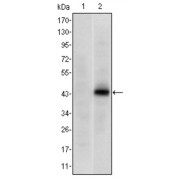 Western blot analysis using PAX4 antibody against HEK293 (1) and PAX4 (AA: 105-232) -hIgGFc transfected HEK293 (2) cell lysate.