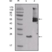 Western blot analysis using SRC antibody against truncated SRC-His recombinant protein (1) and PMA treated THP-1 cell lysate (2).