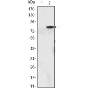 Western blot analysis using MYOD1 antibody against HEK293 (1) and MYOD1 (AA: 1-200) -hIgGFc transfected HEK293 (2) cell lysate.
