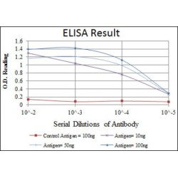 Apolipoprotein B (APOB) Antibody