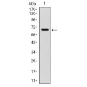Western blot analysis using CYP1A1 antibody against human CYP1A1 (AA: 203-461) recombinant protein. (Expected MW is 60 kDa).