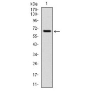 Western blot analysis using CYP1A1 antibody against human CYP1A1 (AA: 203-461) recombinant protein. (Expected MW is 60 kDa).