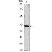 Western blot analysis using HSP70 antibody against Hela (1) cell lysate.