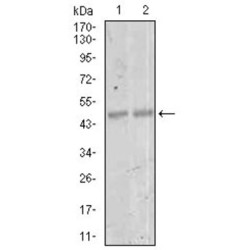Myocyte-Specific Enhancer Factor 2C (MEF2C) Antibody